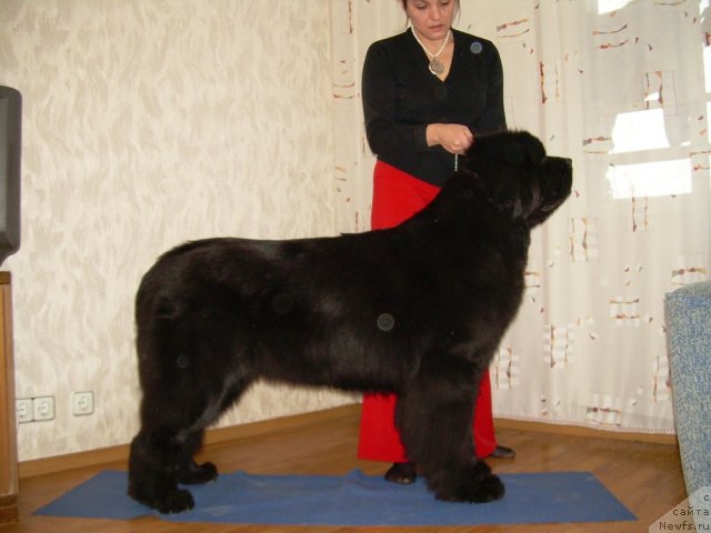 Фото: ньюфаундленд Bigbrother iz Volotova