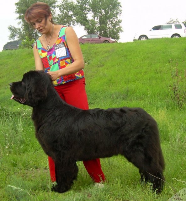 Фото: ньюфаундленд Чинара Большой Малыш (Chinara Bolshoj Malysh)