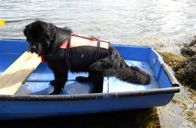 Фото: ньюфаундленд Акватория Келвин Кадриль (Aquatoriya Kelvin Kadril)