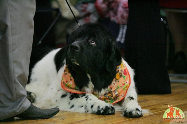 Фотография № 86295