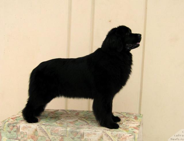 Фото: ньюфаундленд Атланта из Ютландии