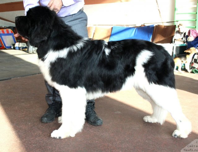 Фотография № 86302