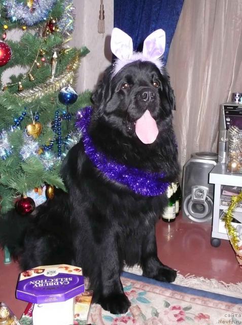 Фото: ньюфаундленд Плюшевая Панда Викар (Plushevaya Panda Vikar)