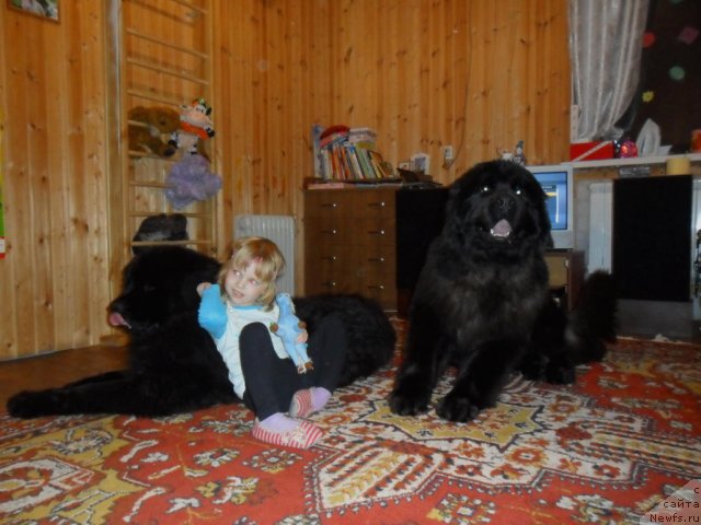 Фото: ньюфаундленд Черный Шарм Буч Кесседи, ньюфаундленд Черный Шарм Бэтмен