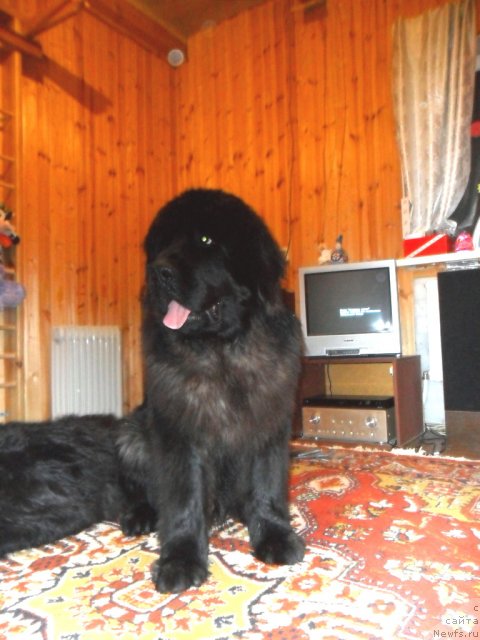 Фото: ньюфаундленд Черный Шарм Бэтмен