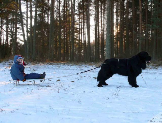 Фото: ньюфаундленд Плюшевая Панда Викар (Plushevaya Panda Vikar)