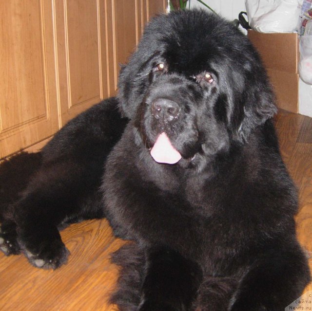 Фото: ньюфаундленд Смигар Галакси Шелл Вин (Smigar Galaxsy Shall Win)