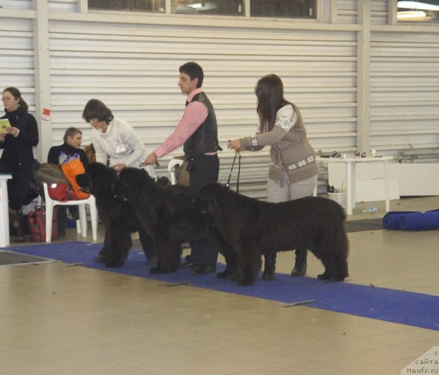 Фото: ньюфаундленд Смигар Гордон-Феллоу (Smigar Gordon Fellow), ньюфаундленд Смигар Галакси Шелл Вин (Smigar Galaxsy Shall Win), ньюфаундленд Смигар Нимфея Неотразимая (Smigar Nimfeya Neotrazimaya)