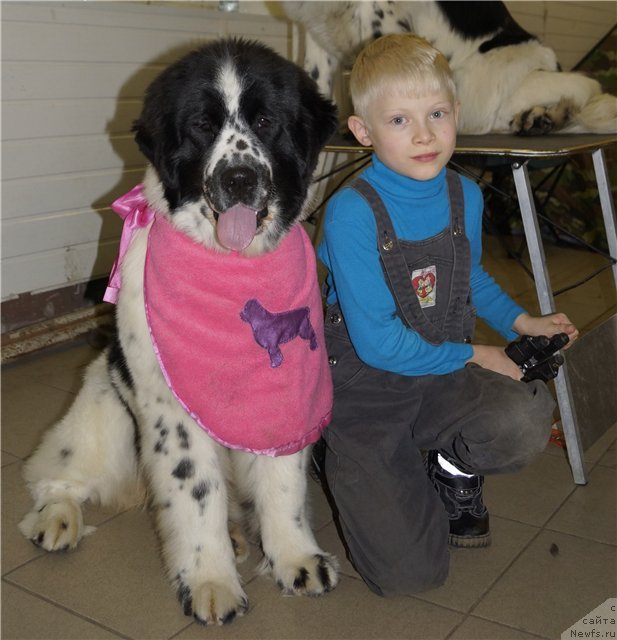 Фото: ньюфаундленд Флюфи Аваланч Сатисфастион оф Май Амбитионс (Fluffy Avalanche Satisfaction of My Ambitions)