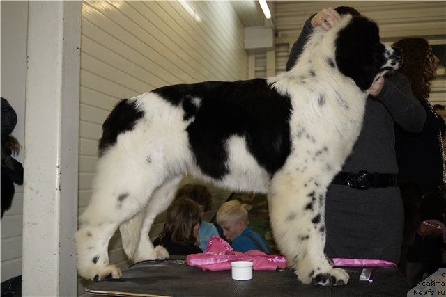 Фото: ньюфаундленд Флюфи Аваланч Сатисфастион оф Май Амбитионс (Fluffy Avalanche Satisfaction of My Ambitions)