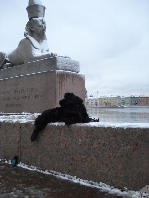 Фото: ньюфаундленд Талула Белл (Talula Bell)