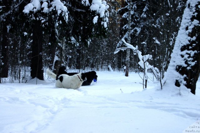 Фото: ньюфаундленд Сент Джонс Ульрика (Sent Djons Ulrika), ньюфаундленд Сент Джонс Царевна Лебедь (Sent Djons Carevna Lebed)