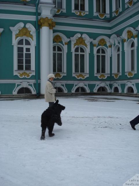 Фото: ньюфаундленд Талула Белл (Talula Bell)