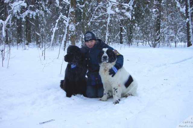 Фото: ньюфаундленд Сент Джонс Ульрика (Sent Djons Ulrika), ньюфаундленд Сент Джонс Царевна Лебедь (Sent Djons Carevna Lebed), Наталья Борисова