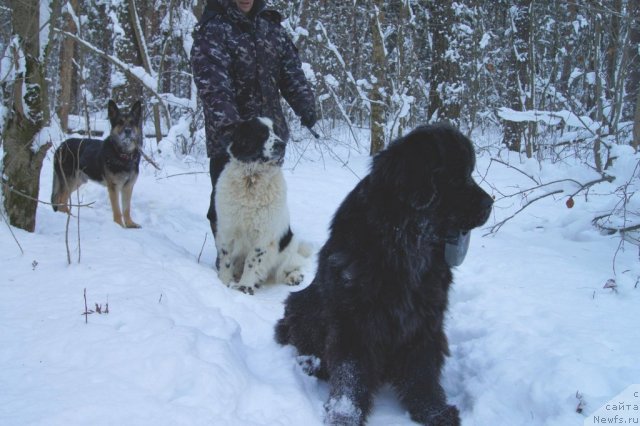 Фото: ньюфаундленд Сент Джонс Ульрика (Sent Djons Ulrika), ньюфаундленд Сент Джонс Царевна Лебедь (Sent Djons Carevna Lebed)