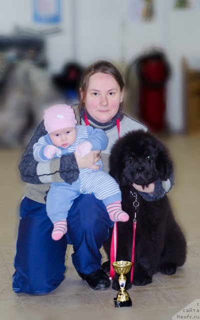 Фото: ньюфаундленд Принц Альфинский, Татьяна Комиссарова