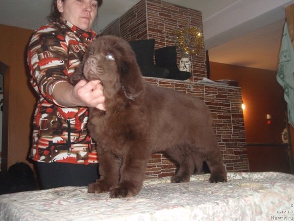 Фото: ньюфаундленд Ньюфот Прим Роуз