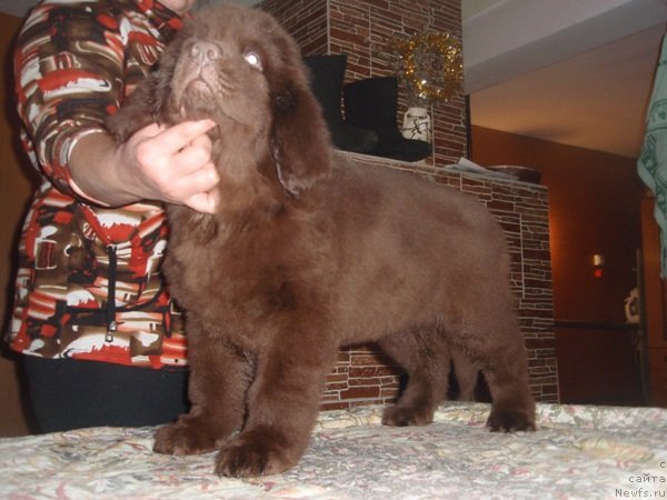 Фото: ньюфаундленд Ньюфот Прим Роуз