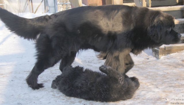 Фото: ньюфаундленд Bjornebandens Nancy Wilson, Инна Самойлова, Dar Svezy Bona Fides