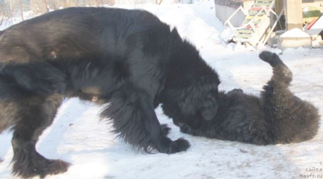 Фото: ньюфаундленд Bjornebandens Nancy Wilson, Инна Самойлова, Dar Svezy Bona Fides