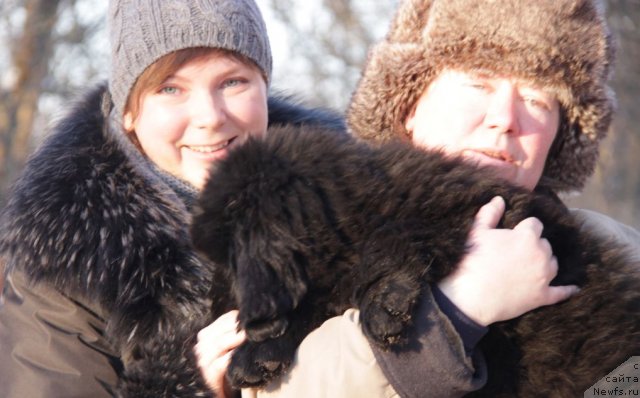 Фото: ньюфаундленд Bjornebandens Nancy Wilson, Инна Самойлова, Dar Svezy Bona Fides