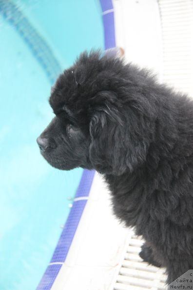 Фото: ньюфаундленд Bjornebandens Nancy Wilson, Инна Самойлова, Dar Svezy Bona Fides