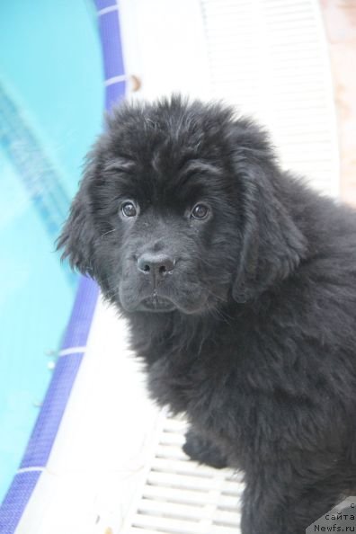 Фото: ньюфаундленд Bjornebandens Nancy Wilson, Инна Самойлова, Dar Svezy Bona Fides