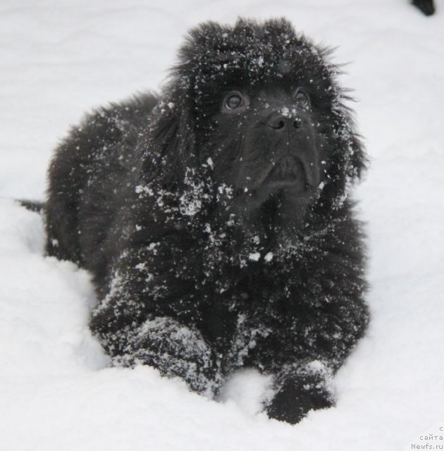 Фото: ньюфаундленд Bjornebandens Nancy Wilson, Инна Самойлова, Dar Svezy Bona Fides
