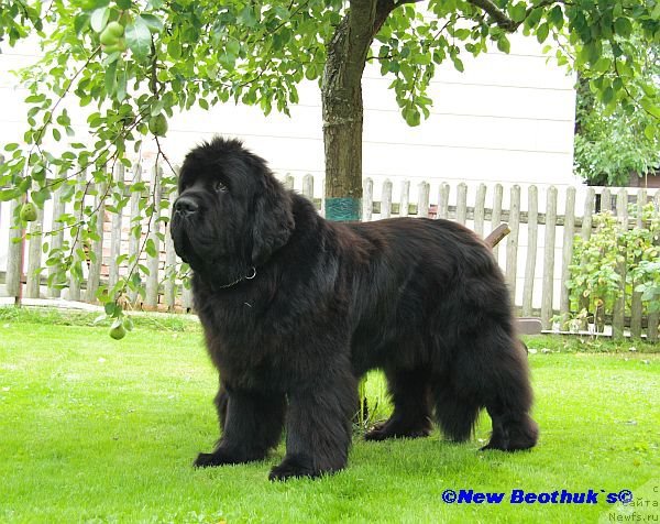 Фото: Pomm Teddys Abrax Parming