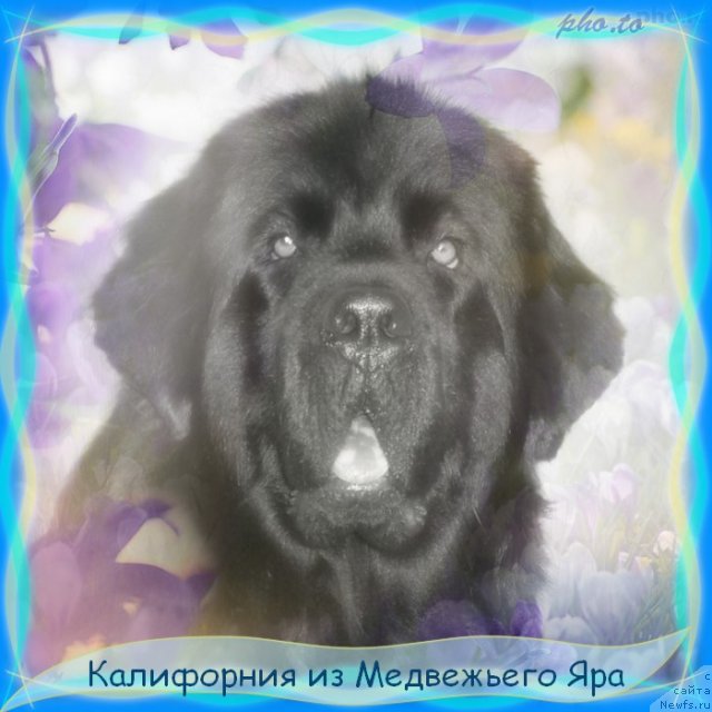 Фото: ньюфаундленд Калифорния из Медвежьего Яра, Марина Цыганова