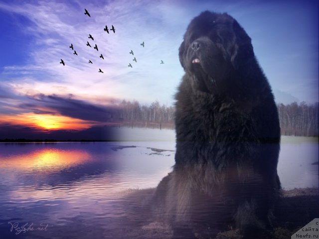 Фото: ньюфаундленд Карат из Медвежьего Яра (Karat iz Medvejyego Yara)