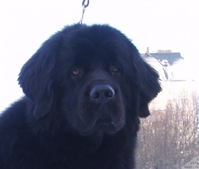 Фото: ньюфаундленд Атланта из Ютландии