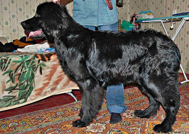 Фото: ньюфаундленд Рыцарь Благородный от Марлеон Дусвик