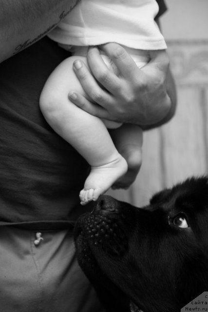 Фото: ньюфаундленд Gimenej Golden Star