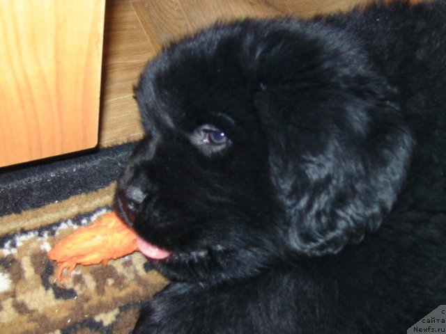 Фото: ньюфаундленд Несси Блэк с  Лесной Заимки