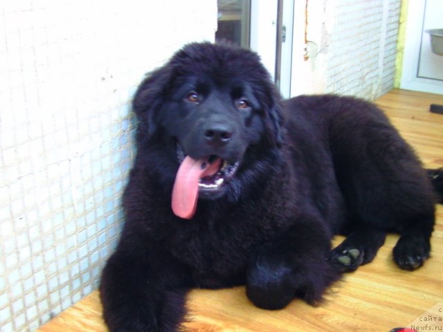 Фото: ньюфаундленд Несси Блэк с  Лесной Заимки