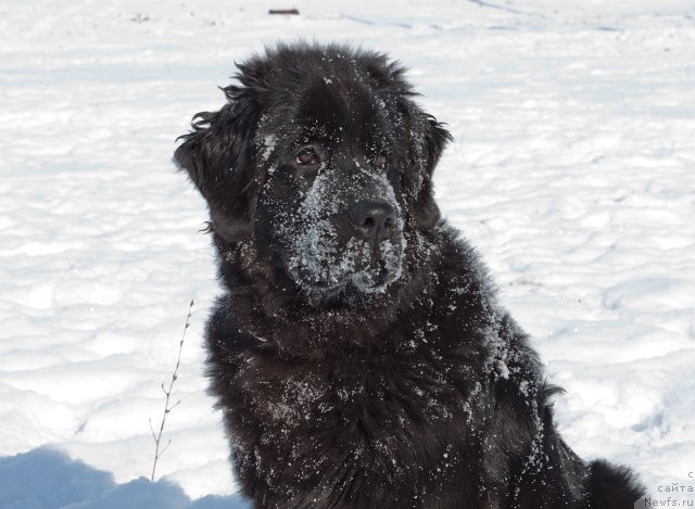 Фото: ньюфаундленд Сент Джонс Шармель