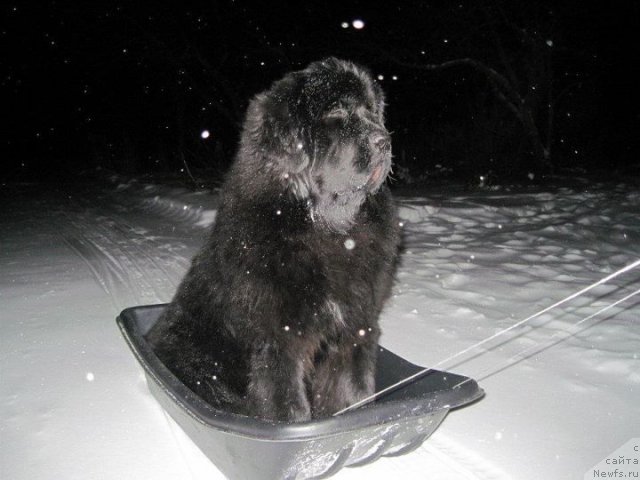 Фото: ньюфаундленд Бегущая по Волнам Зум Зум (Begushaya Po Volnam Zoom Zoom)