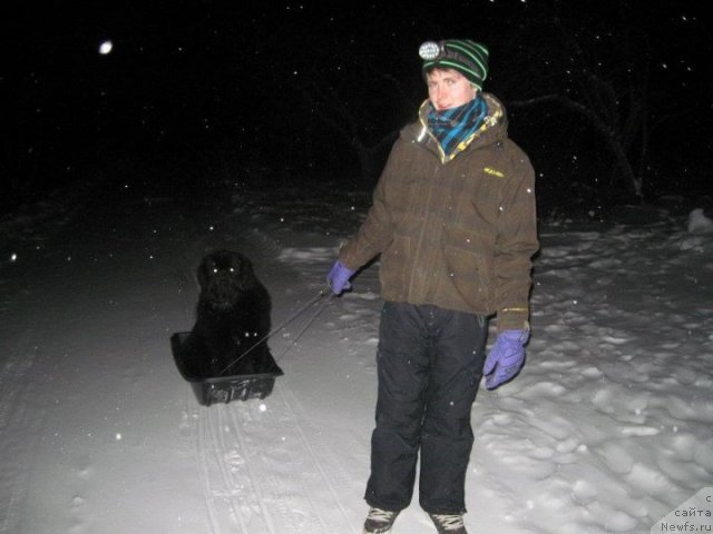 Фото: ньюфаундленд Бегущая по Волнам Зум Зум (Begushaya Po Volnam Zoom Zoom)