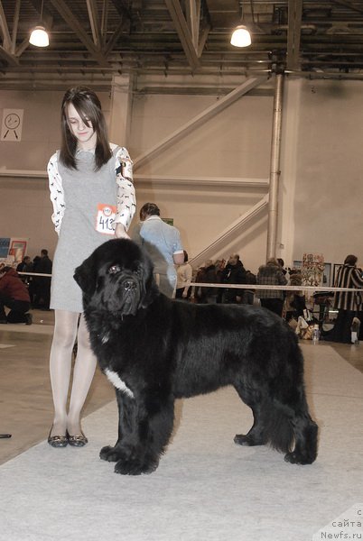 Фото: ньюфаундленд Сент Джонс Форрест Гамп (Sent Djons Forrest Gump)