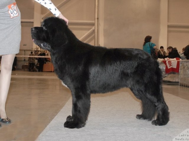 Фото: ньюфаундленд Сент Джонс Форрест Гамп (Sent Djons Forrest Gump)