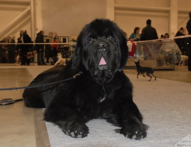 Фотография № 86480