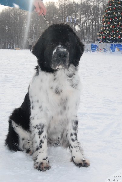 Фотография № 86485