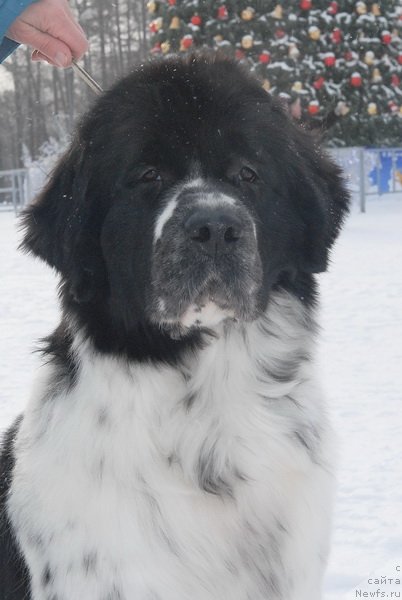 Фото: ньюфаундленд Сент Джонс Фаберже Коллекшен (Sent Djons Faberge Collection)