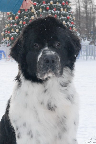 Фотография № 86487