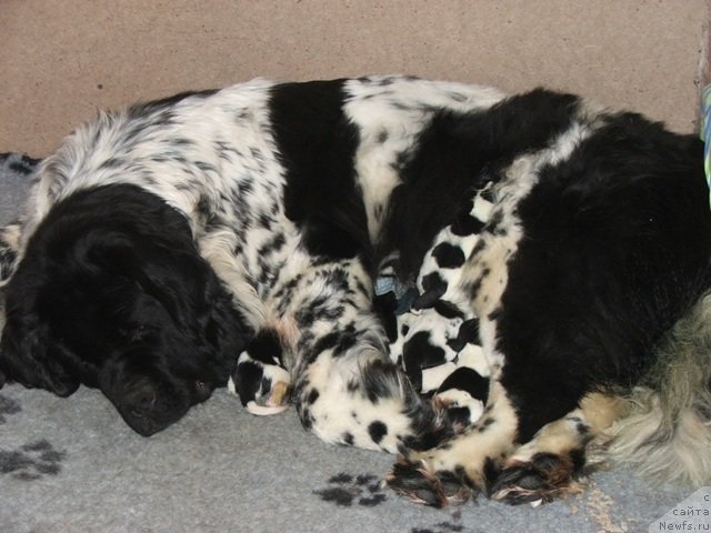 Фото: ньюфаундленд Плюшевая Панда Дэбра (Plushevaya Panda Debra)