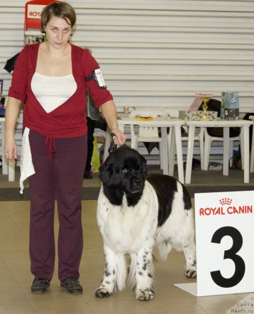 Фото: ньюфаундленд Don't Worry Be Happy de L'Etoile de Cyrice, Ксения Семикова