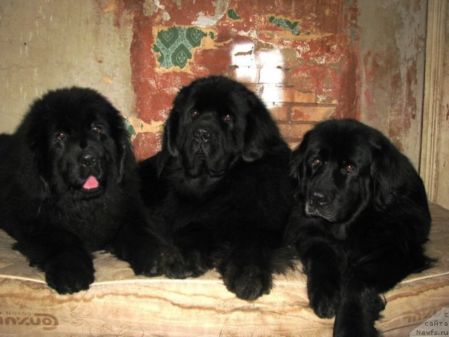 Фото: ньюфаундленд Анютины Глазки, ньюфаундленд Амулет Любви и Счастья (Amulet Lyubvi i Schastya), ньюфаундленд Норт Фэйс Лаванда