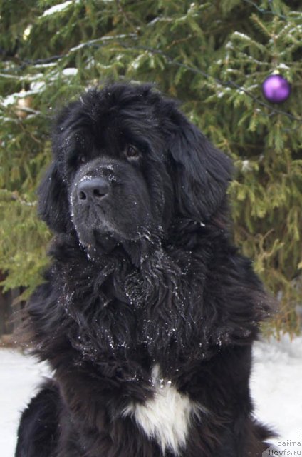 Фото: ньюфаундленд Супер Бизон Анталия