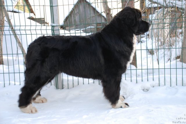 Фото: ньюфаундленд Маг Исполин Лавина (Mag Ispolin Lavina)
